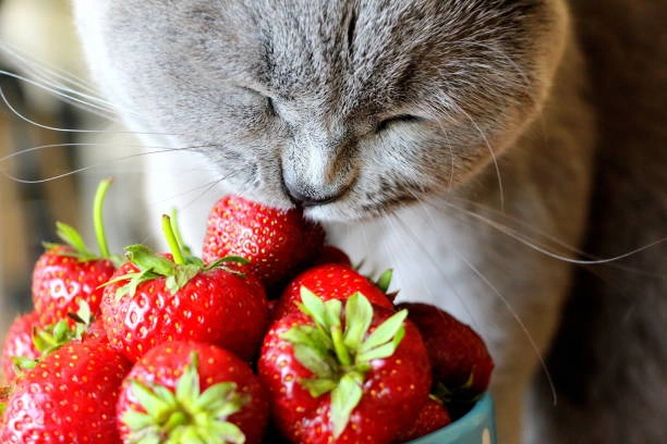 3 frutas liberadas para os gatos