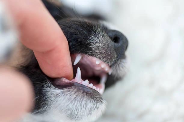 A saúde do seu pet começa pela boca