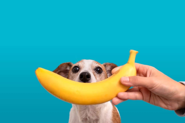 Cachorro pode comer banana?