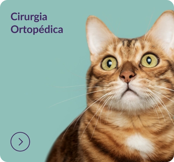 Cirurgia Ortopédica