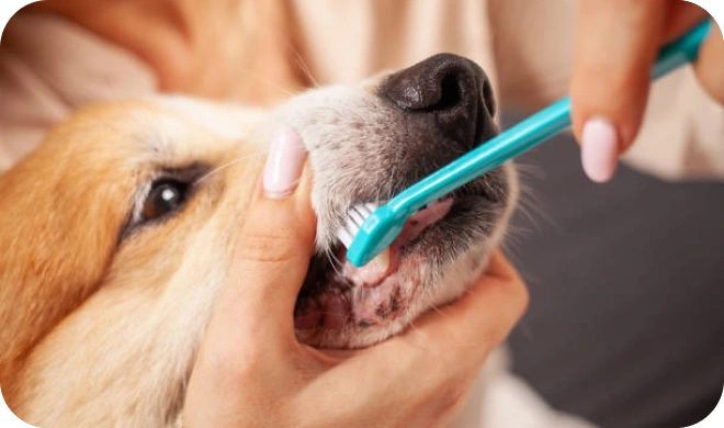 Escovação de Dentes