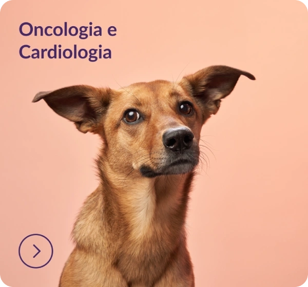 Oncologia e Cardiologia